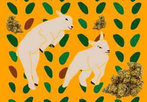 Lamb's Bread Strain Information
